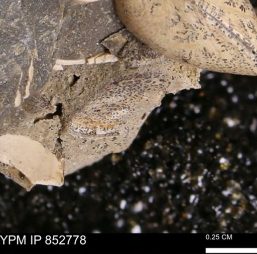 Limopsis striatopunctatus
