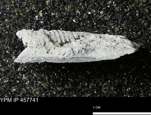 Strophodonta sp.