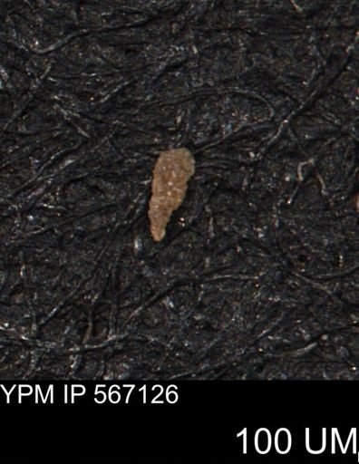 Verneuilina canadensis