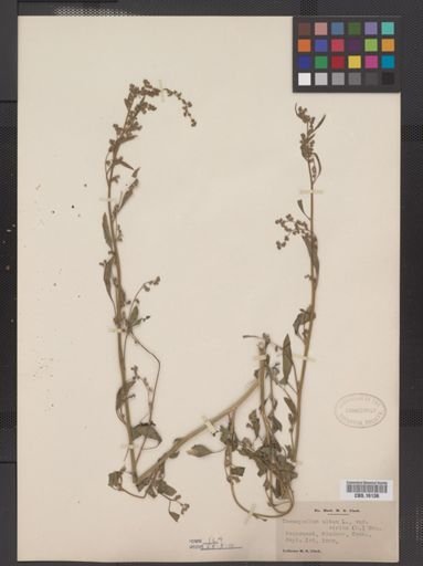 Chenopodium lanceolatum