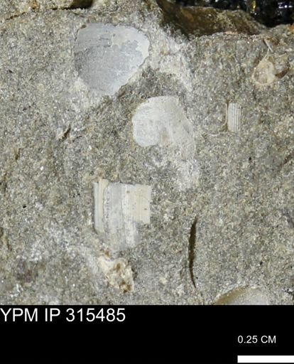 undet. Mollusca