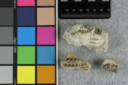 Artiodactyla