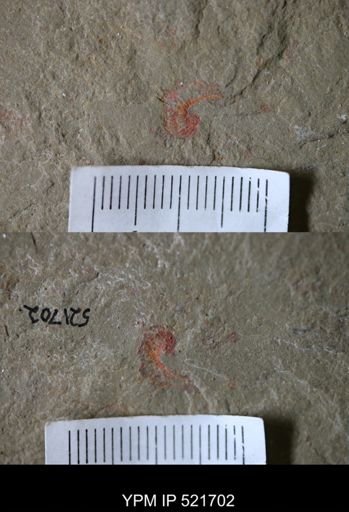 Palaeoscolecidae