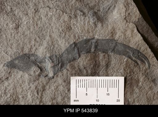 Erieopterus microphthalmus