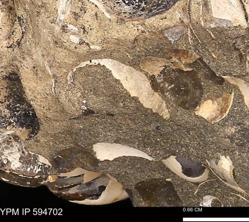 Protocardia sp.