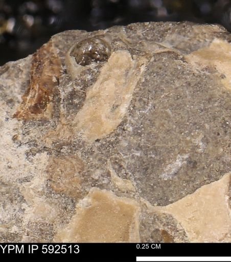 undet. Mollusca