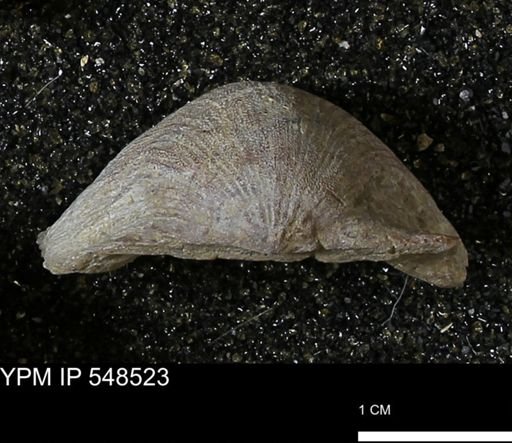 Stropheodonta navalis