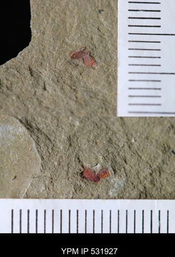 Xiphosurida?