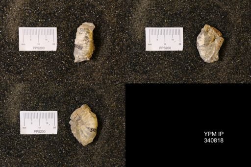 Scaphites sp.