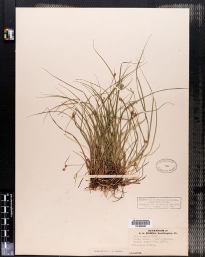 Carex emmonsii