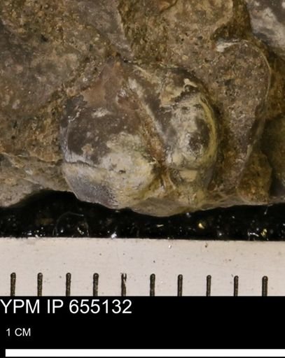 Protocardia