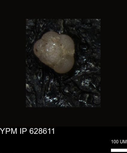 undet. Foraminiferida