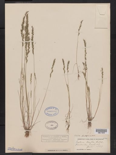 Vulpia octoflora