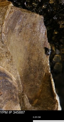undet. Bivalvia