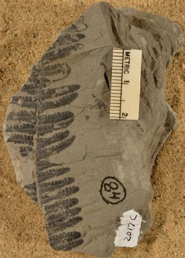 Pecopteris