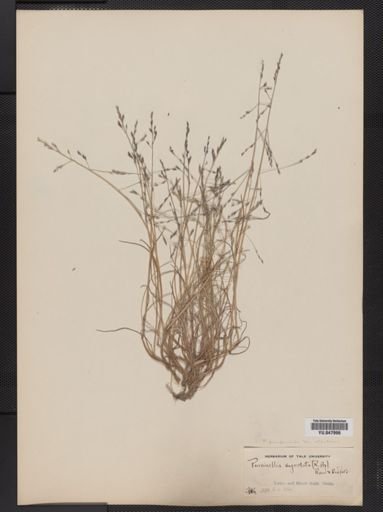 Puccinellia pumila