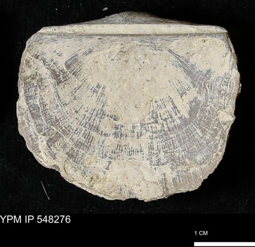 Stropheodonta sp.
