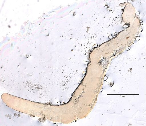 Monopylephorus rubroniveus