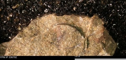 undet. Bivalvia