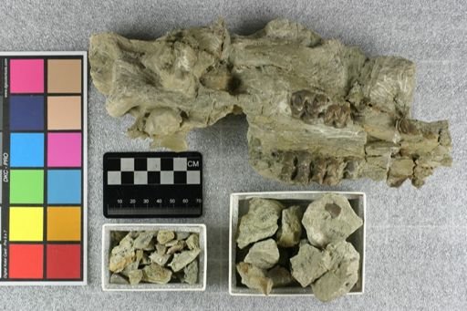 Elomeryx sp.