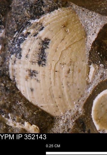 Limopsis striatopunctatus