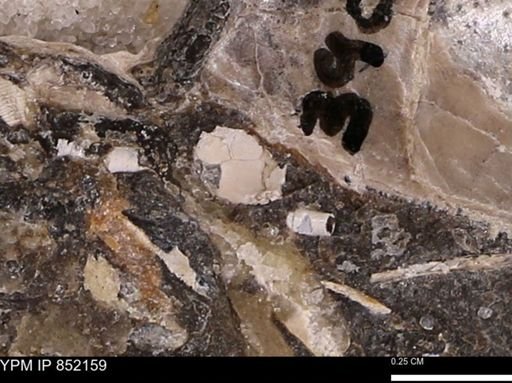 undet. Bivalvia