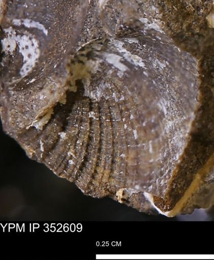 undet. Bivalvia