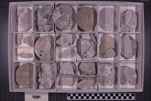 mixed taxa, stratigraphic collection