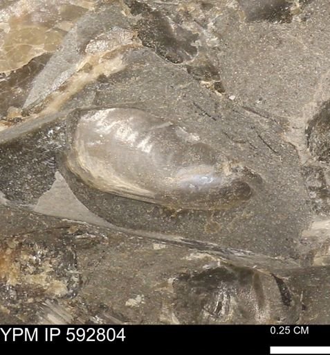 Phelopteria linguaeformis