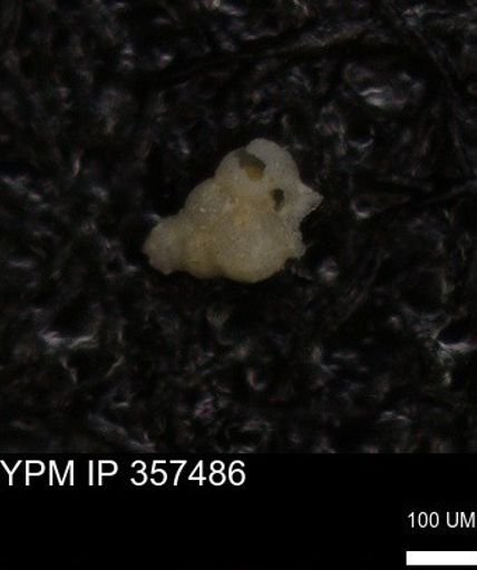 undet. Heterohelicidae