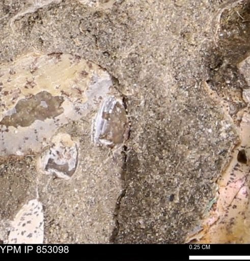 Limopsis striatopunctatus