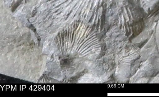 Devonochonetes scitulus