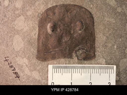 Eurypterus remipes; Whitfieldella brachiopods