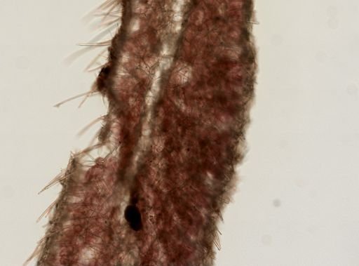 Leuconia?