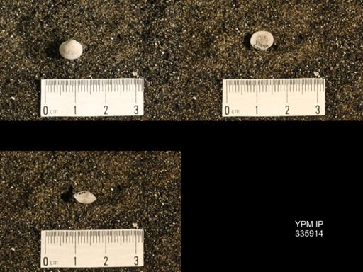 Enteletes hemiplicata