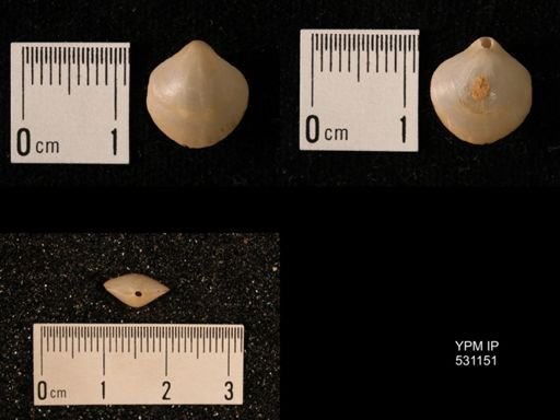 Laqueus rubellus