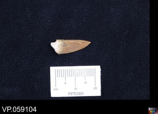 Apateodus sp.