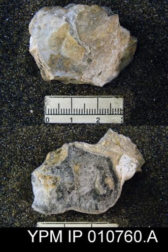 Productus schucherti