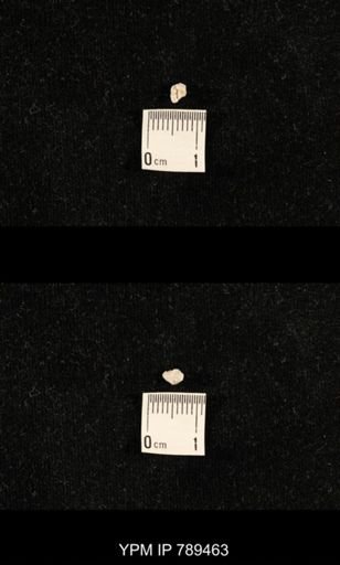 undet. Bryozoa