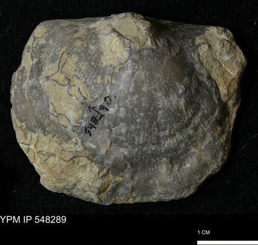 Stropheodonta sp.