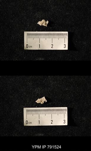 undet. Bryozoa