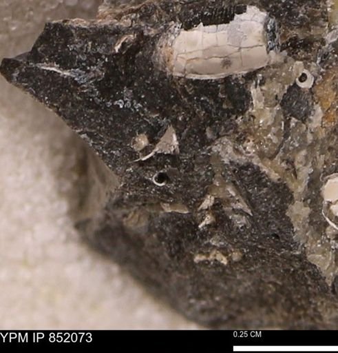 undet. Bivalvia