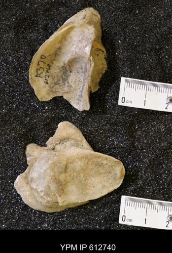 undet. Ostreidae