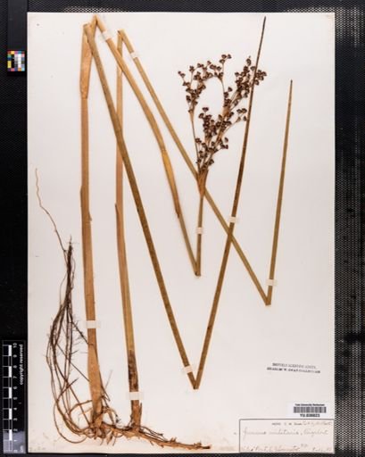 Juncus militaris