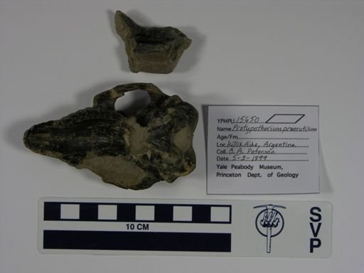 Protypotherium