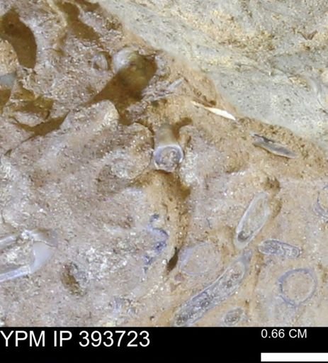 undet. Serpulidae