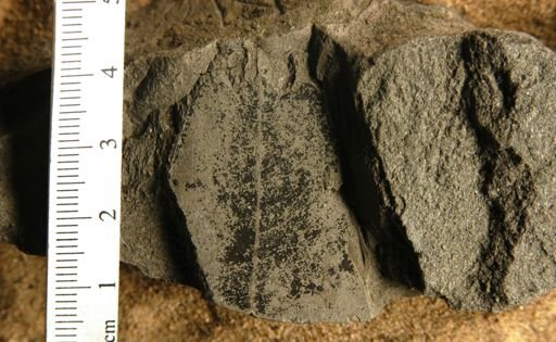 Oreodaphne mississippiensis