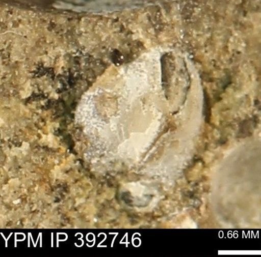 Protocardia sp.