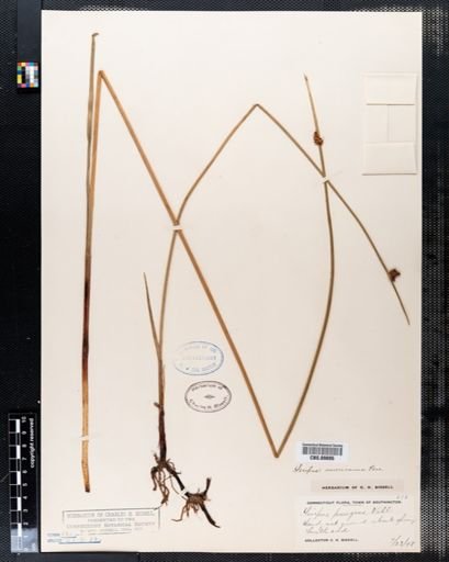 Scirpus pungens
