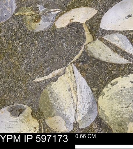 Limopsis striatopunctatus
